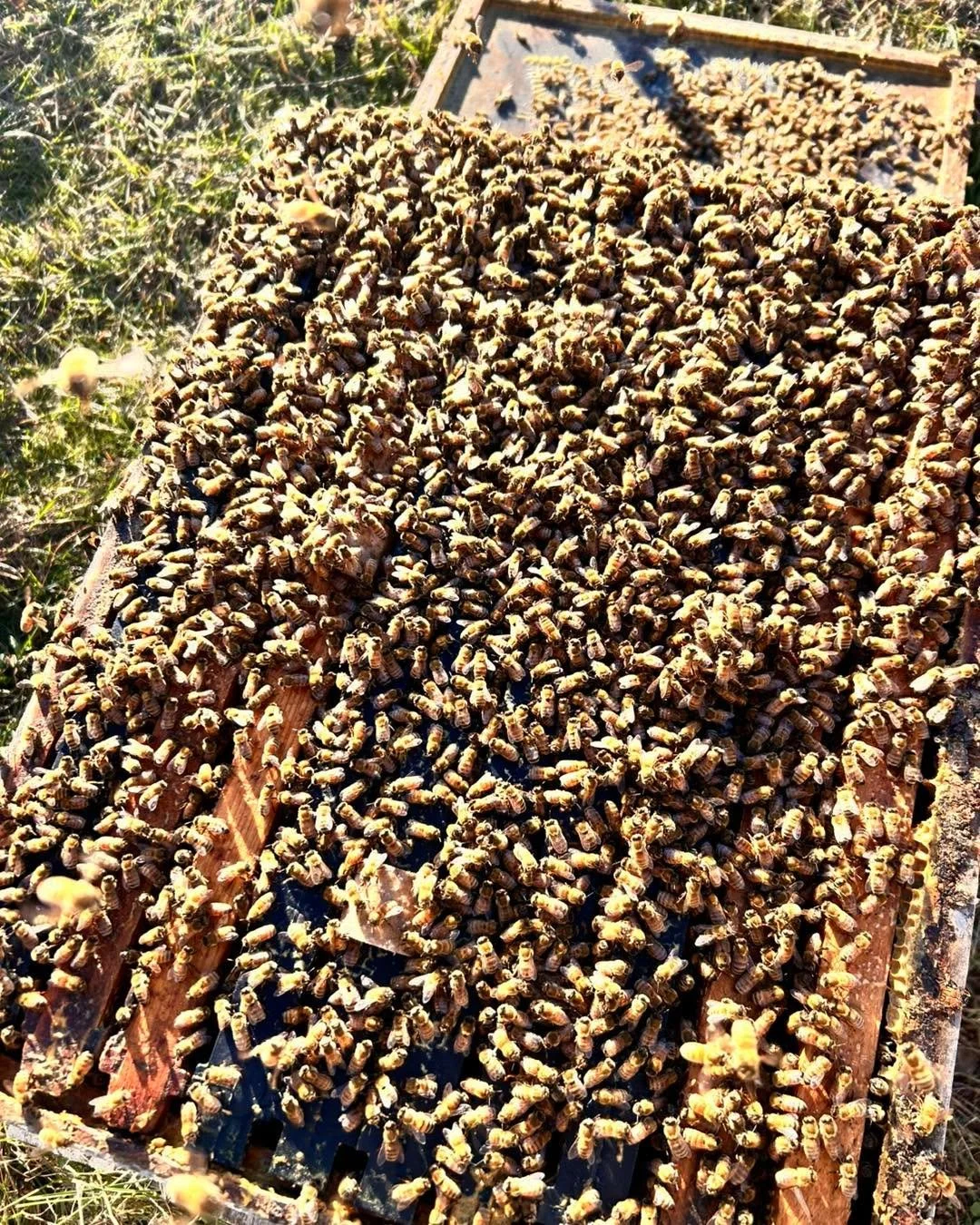 Now this 👆 is what we like to see heading into winter ❄️ 

Strong hives = Happy Bees 💪🐝 

Our final wintering down jobs are ticked off &amp; the bees are ready to batten down the hatches until Spring arrives 😎 

The bees have enough honey for win
