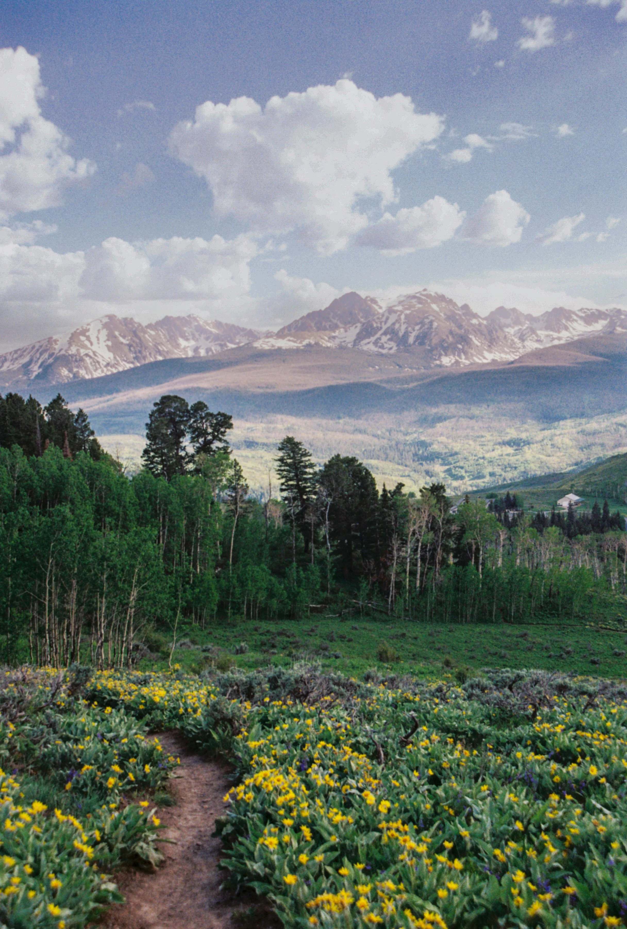 Wildflower Season in Colorado