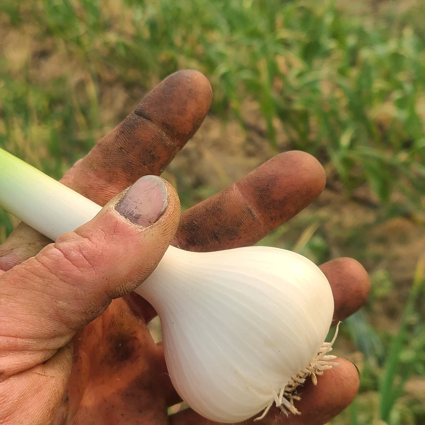 Garlic is getting bigger. Lots avaliable! Sugar snap Peas especially.