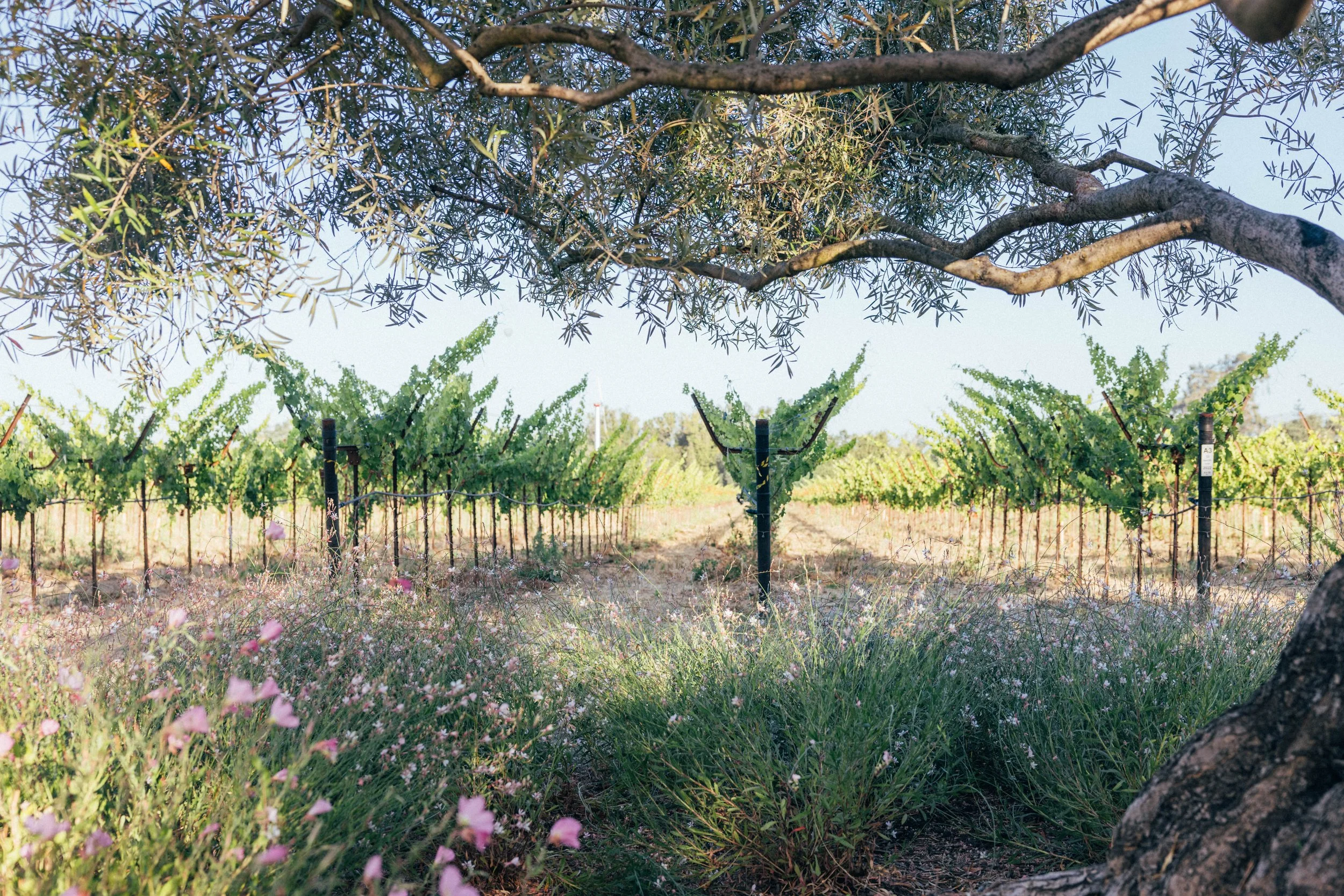 View of a vineyard with grapevines lined in rows, a large tree in the foreground, and a clear sky in the background.