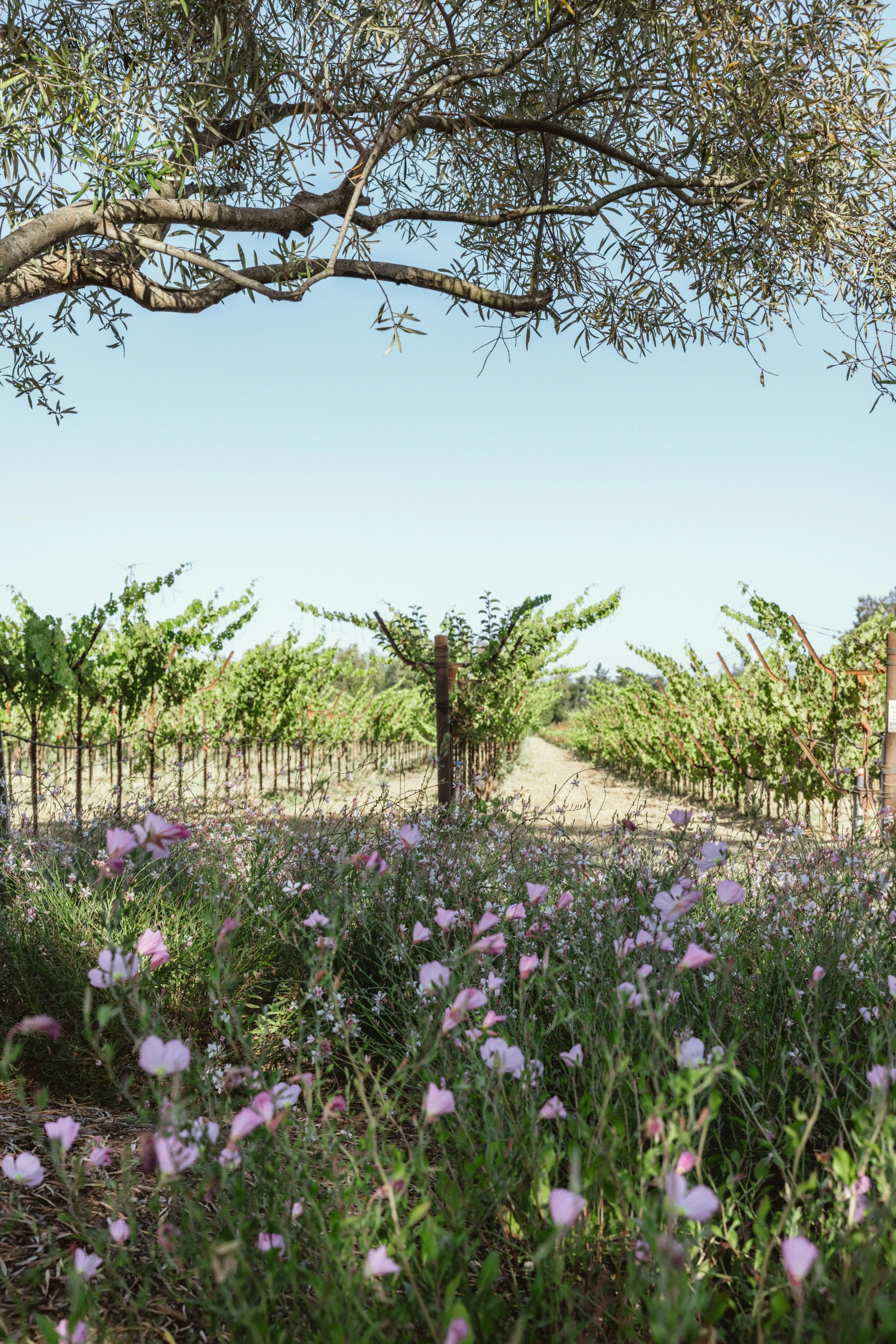 A vineyard with green grapevines supported by wooden or metal trellises, beneath a clear blue sky. In the foreground, there are numerous pink and purple wildflowers, and a tree with thin branches and elongated leaves extends across the top of the ima