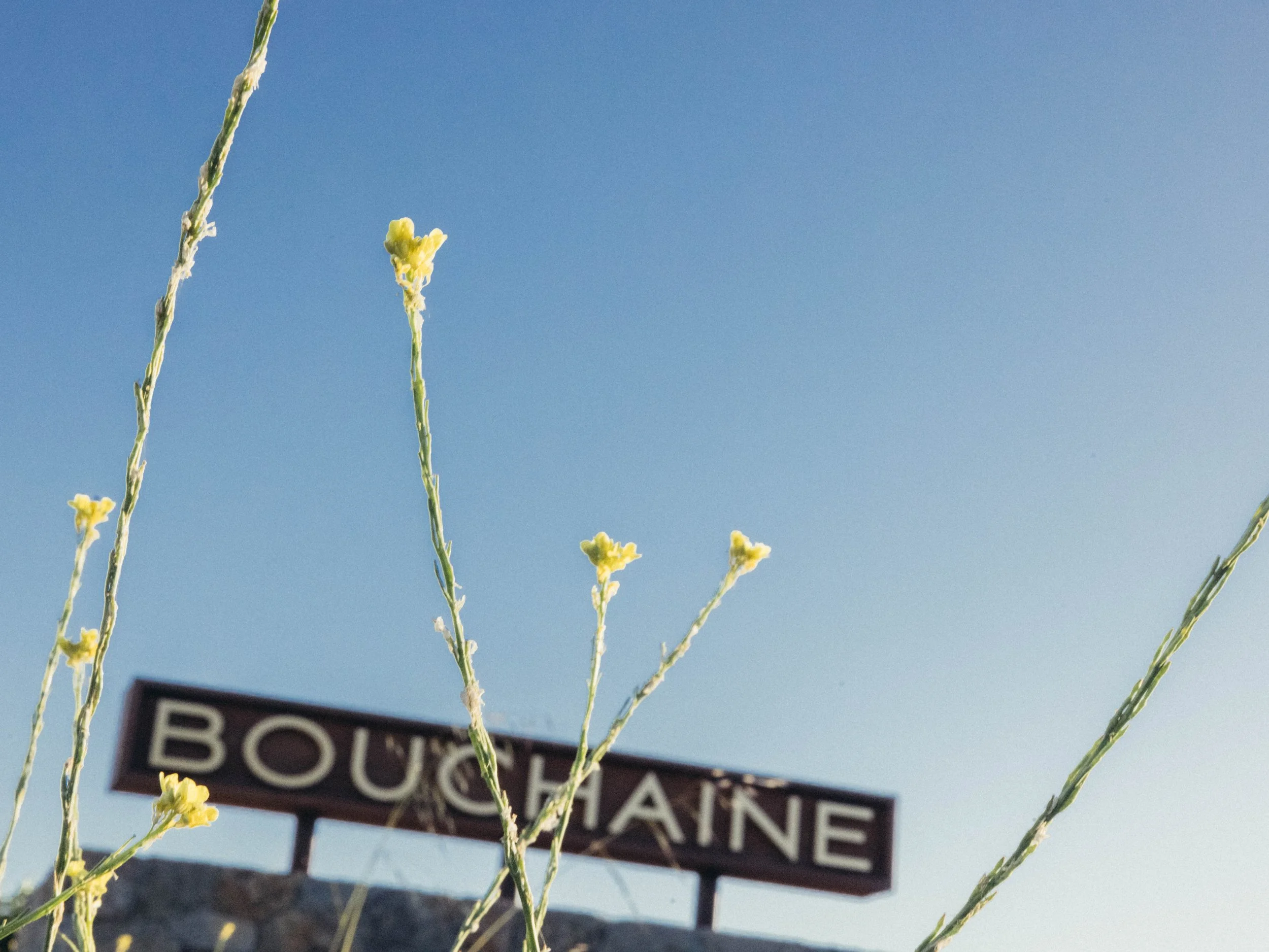 Close-up of yellow flowers on green stems against a blue sky, with a street sign partly visible in the background reading 'Boutha'.