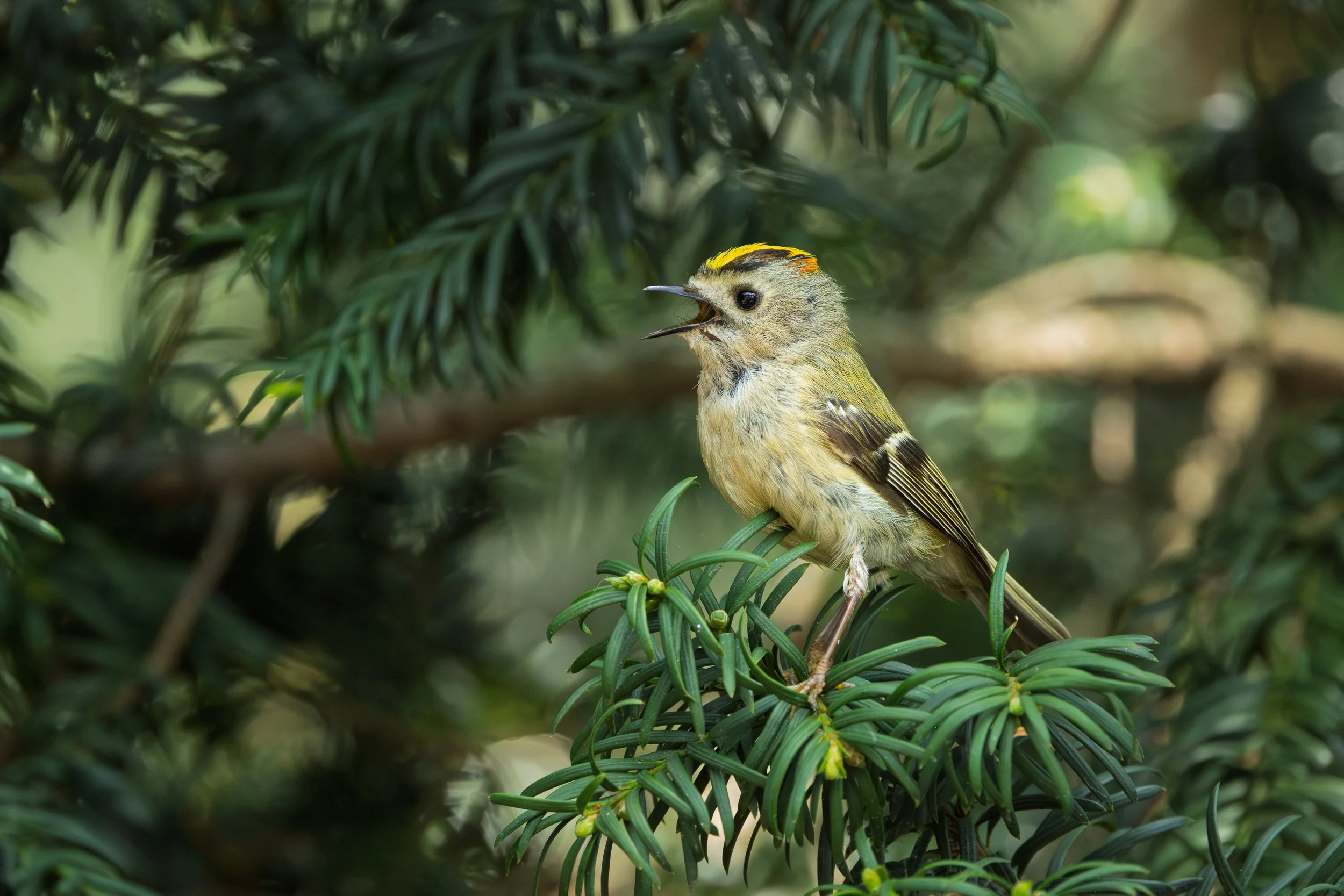 _H3A0734.jpg