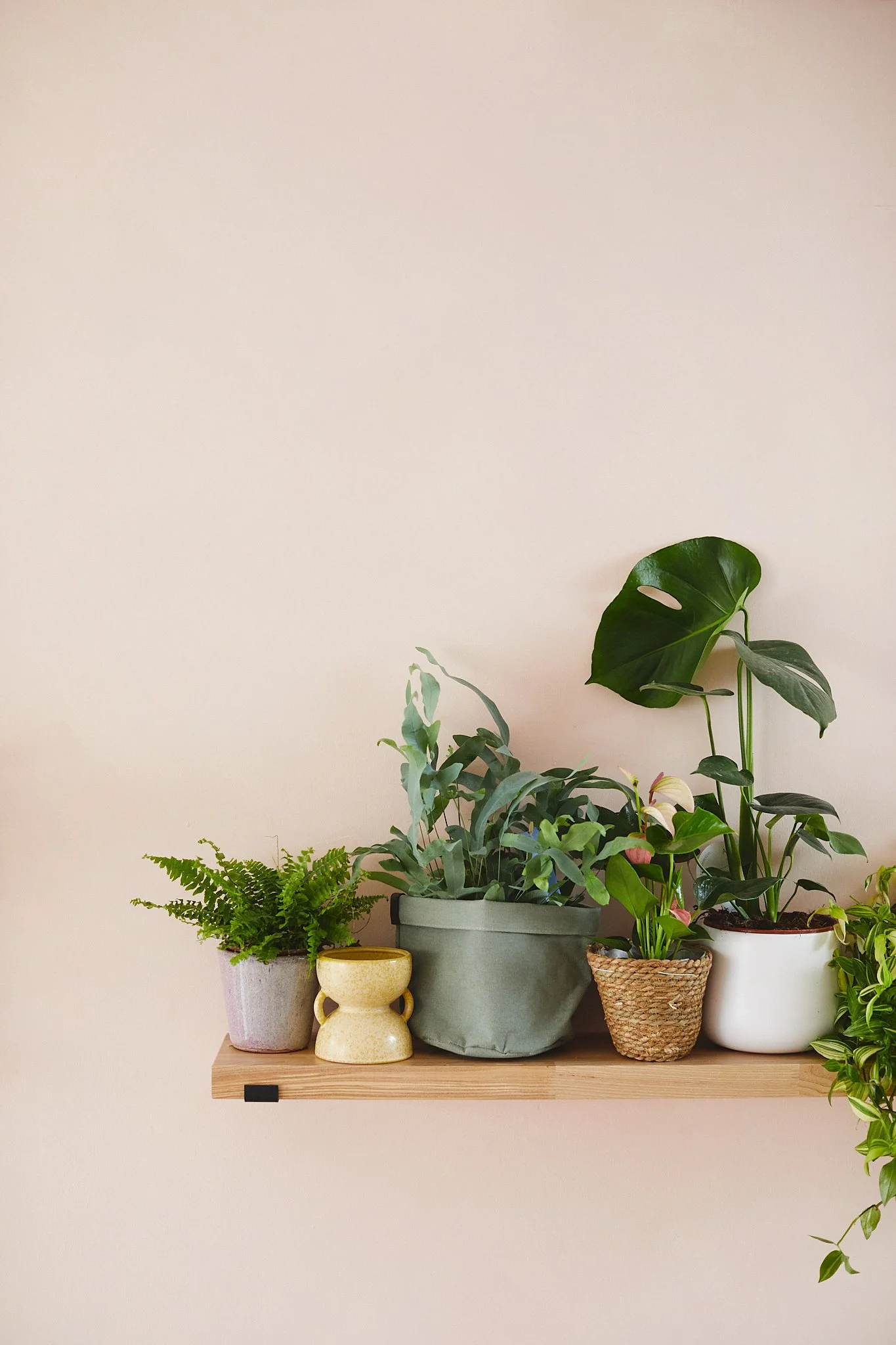 Plant Shop Southbourne