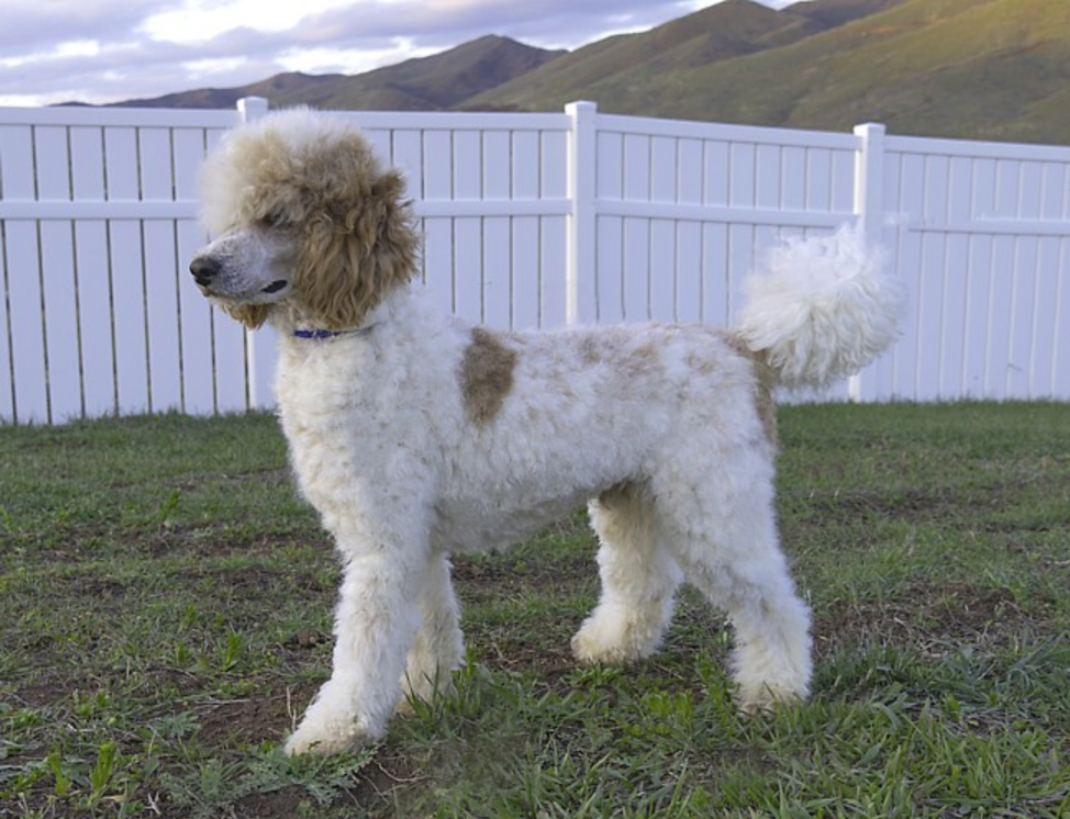 Copper the Poodle — Bordoodle Puppies for Sale