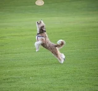 A dog jumping on a grassy field with a frisbee in the air ahead of it.