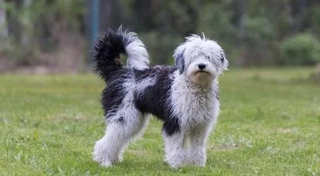 A fluffy Old English Sheepdog standing on green grass with a blurred outdoor background.