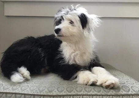 Black and white puppy resting on a cushioned surface indoors.