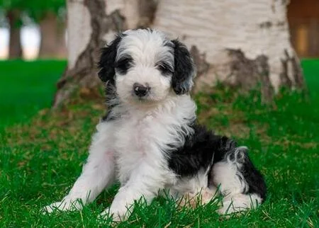 Cute black and white puppy sitting on grass in front of a tree