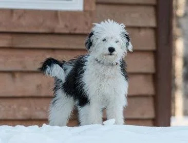 A cute black and white puppy standing on snow in front of a wooden fence.