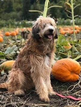 A fluffy brown and white dog sitting among orange pumpkins in a pumpkin patch.