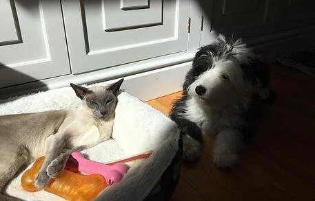 A cat lying in a pet bed with a pink toy and a bone, and a dog sitting beside the bed, both in a room with white cabinets and hardwood flooring.