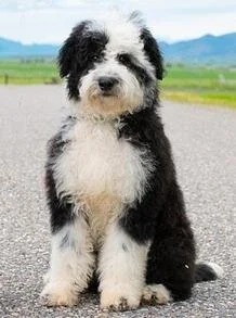 A cute black and white puppy sitting on a road with a scenic landscape in the background.