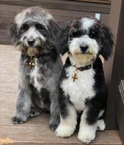Two dogs sitting side by side on a wooden deck. The dog on the left is gray and black with a scruffy coat, and the dog on the right is black and white with a fluffy coat.