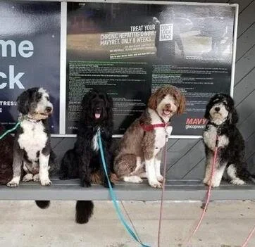 Four dogs sitting in front of a sign at a pet grooming or veterinary facility.