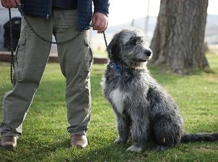 A person holding a leash attached to a large, shaggy gray and black dog sitting on a grassy area near a tree.