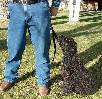 Person standing outdoors with a black curly-haired dog sitting on grass, looking up at the person.