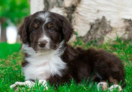 A black and white Bordoodle puppy lying on green grass near a tree trunk in a park setting.