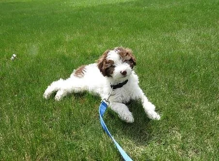 A small brown and white puppy lying on green grass with a blue leash.