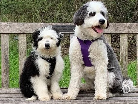 Two black and white fluffy dogs sitting on a wooden bench outdoors, with greenery in the background.