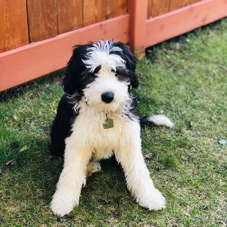 Black and white fluffy puppy sitting on grass near a pink wooden fence.