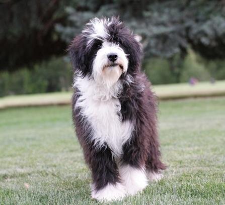 Bordoodle Puppies for Sale Mountain Rose Bordoodles