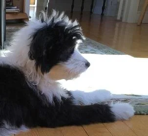 Profile of a black and white dog lying on a hardwood floor, looking thoughtfully.
