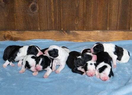 Ten black and white puppies lying on a blue blanket in front of a wooden wall.