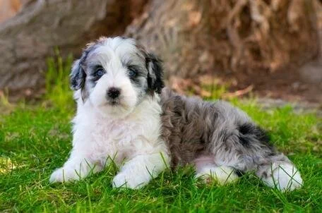 Adorable black and white puppy laying on green grass with a dirt background.