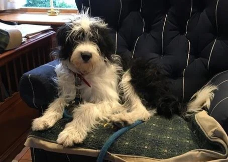 A black and white puppy laying in a dog bed inside a house.