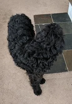 A black, curly-haired dog standing on a floor, forming a heart shape with its body.