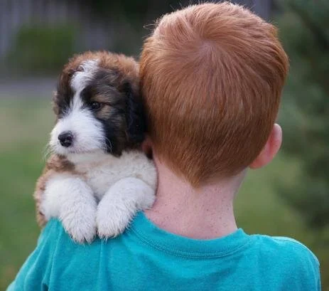 A young boy with red hair carrying a small black, white, and brown puppy on his shoulder outdoors.