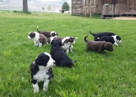 Nine black and white and brown and white puppies playing on green grass near a wooden shed.