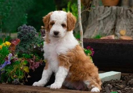 Cute puppy with white and brown fur sitting among colorful flowers in a garden.