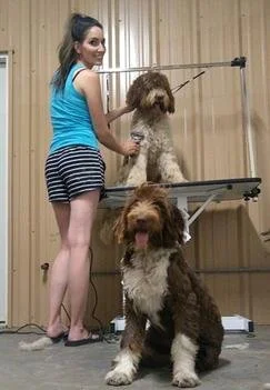 A woman in a blue tank top and striped shorts standing on a grooming table with two large brown and white dogs, one on the table and one sitting in front, all inside a grooming salon.