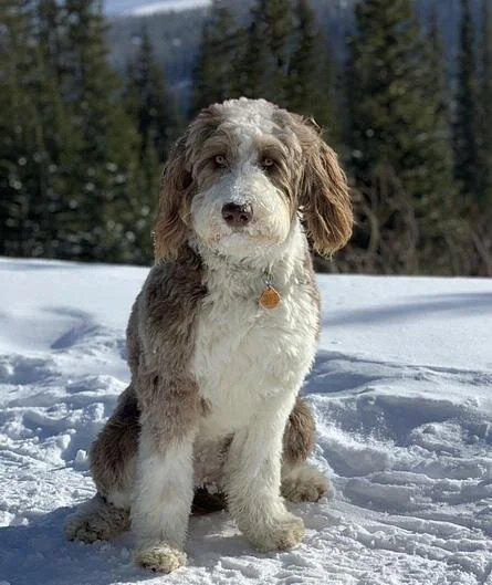 A fluffy brown and white puppy sitting in the snow with a forest background.