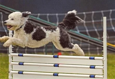 A dog with curly fur jumping over a hurdle in a dog agility course.