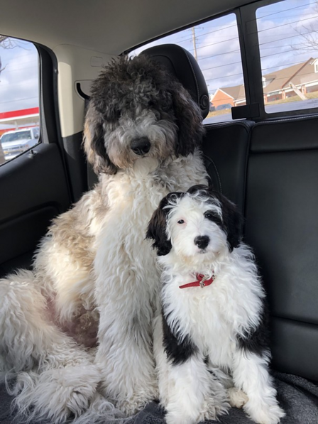 Two fluffy dogs, a large one and a smaller one, sitting in the backseat of a car.