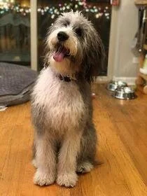 A cute, fluffy dog sitting on a wooden floor indoors, with a happy expression and its tongue out.
