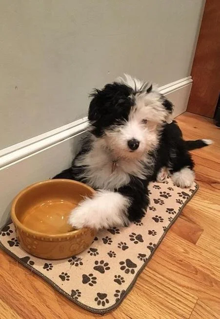 A puppy with black and white fur sitting on a paw-print mat next to a water bowl.