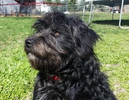 Black, shaggy dog sitting outdoors on grass with a rural backyard in the background.