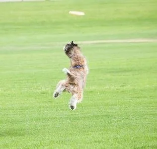 Dog jumping in the air on a grassy field.