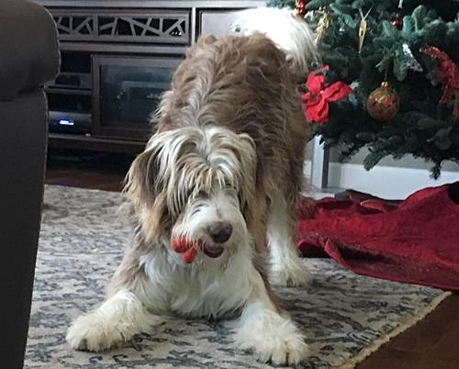 A dog with a red tongue sticking out, lying on a rug next to a decorated Christmas tree.