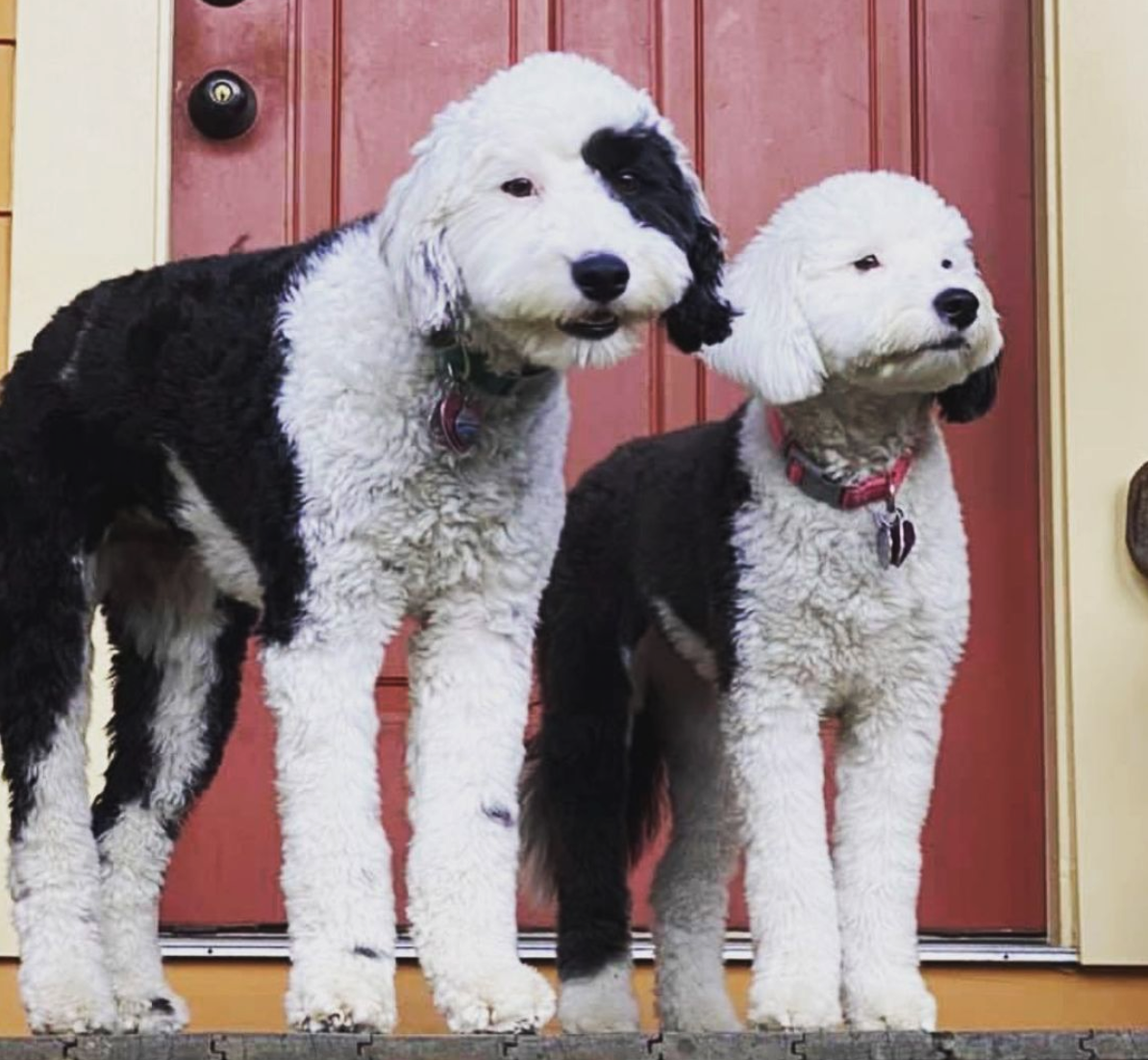 bordoodle-mini-me-puppy-adult.png