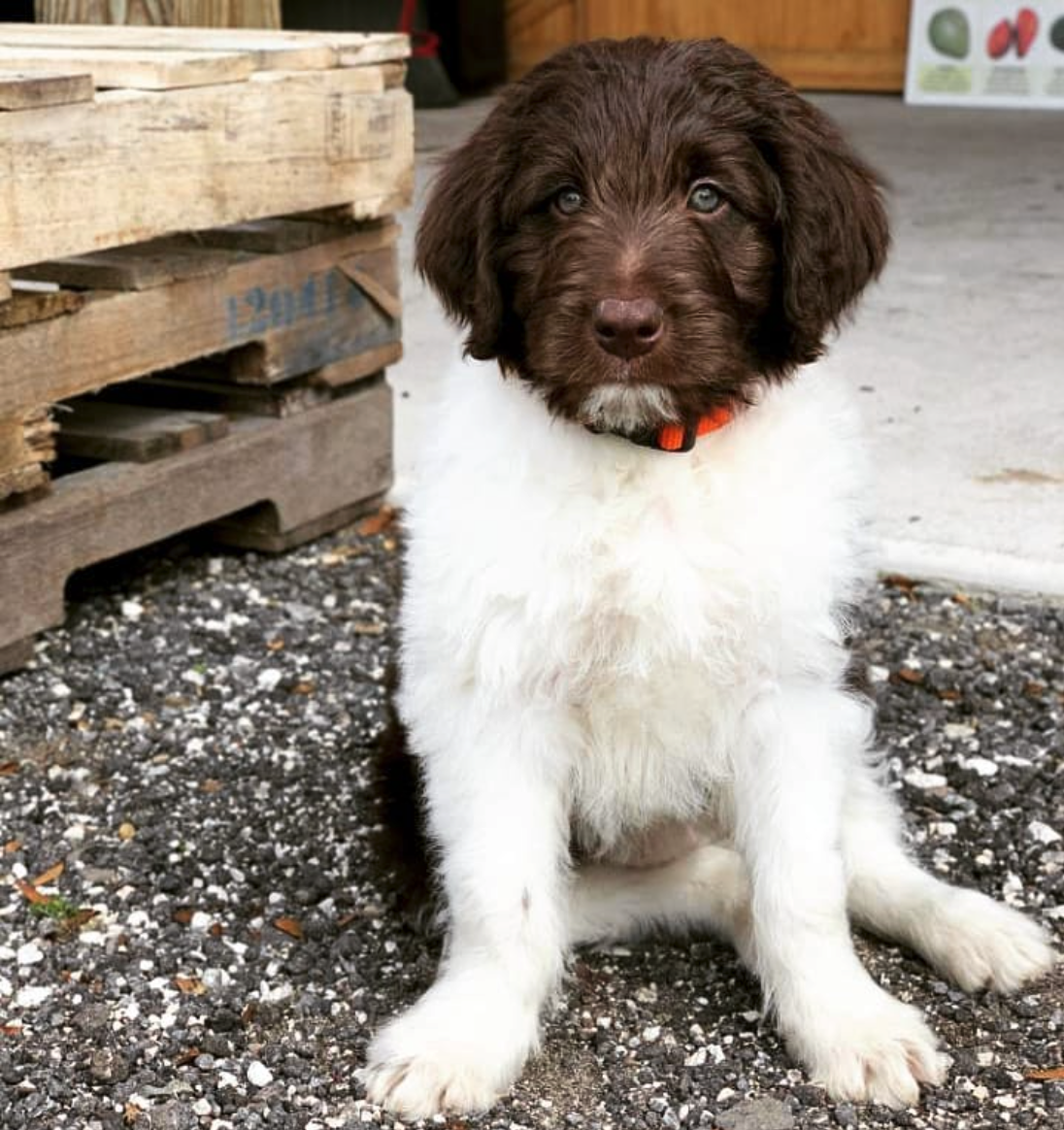 bordoodle-puppy-brown-white.png
