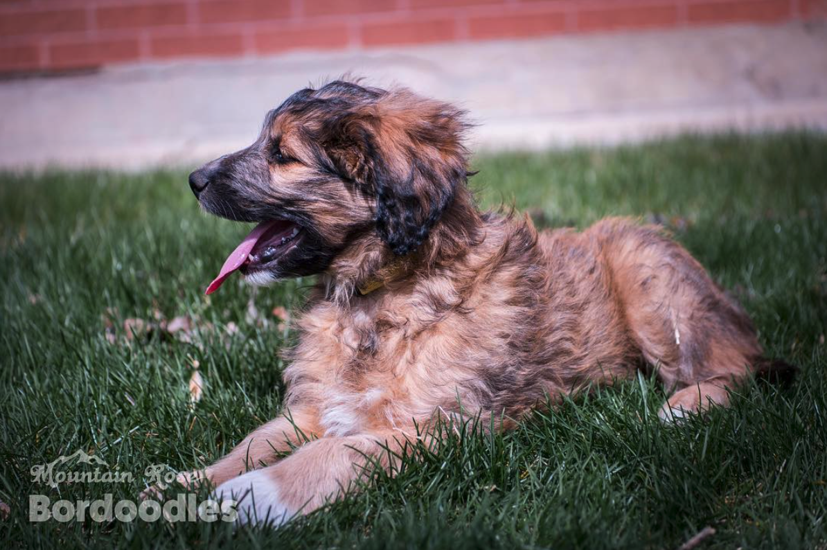 bordoodle-fur-blown-wind.png