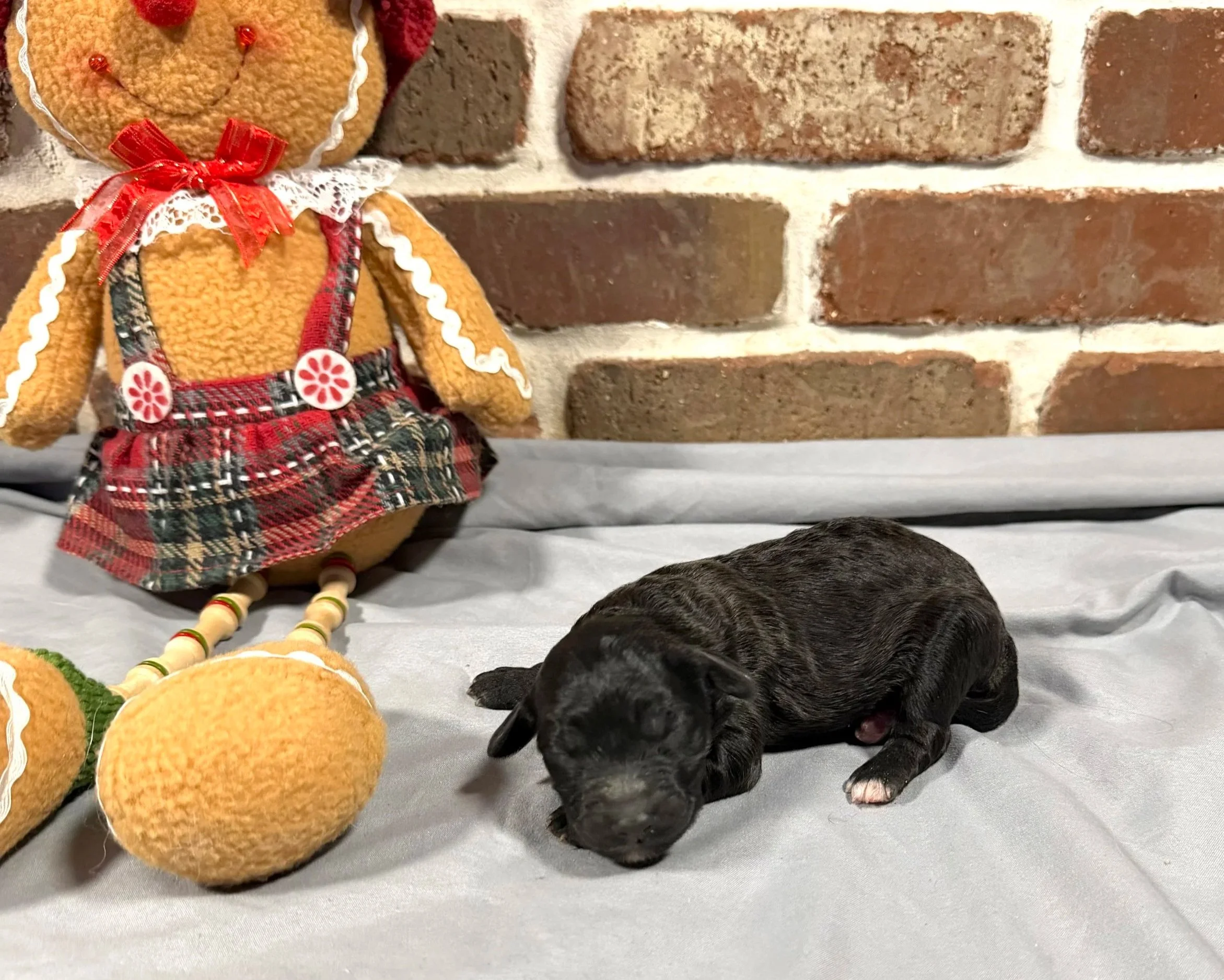 Chocolate Chunk (Girl)