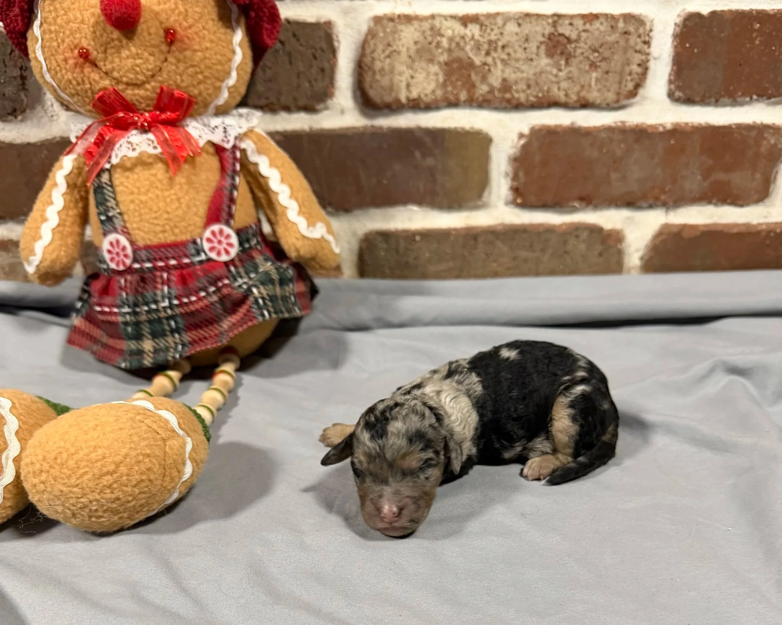 Snickerdoodle (Girl)