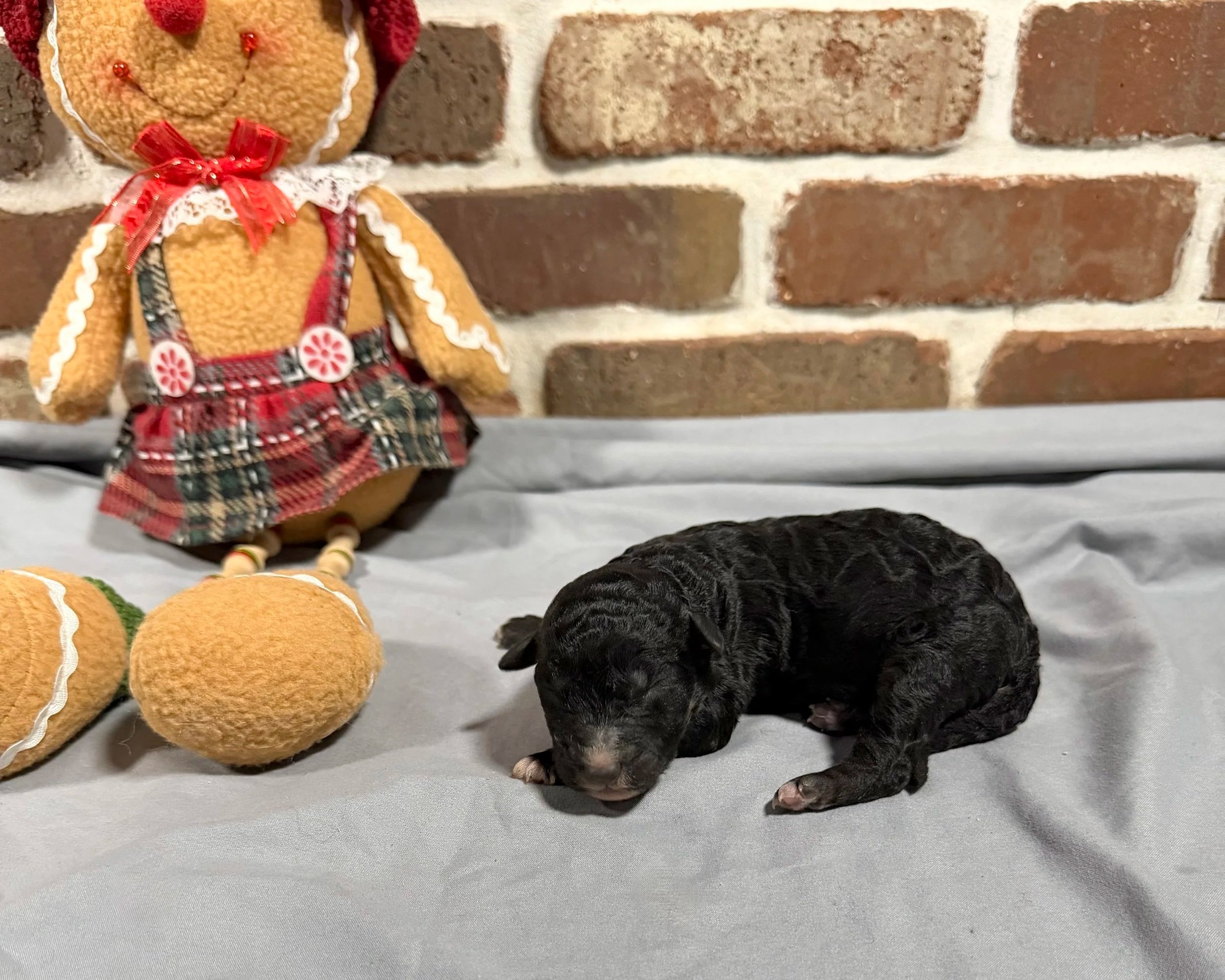 Oreo (Girl)
