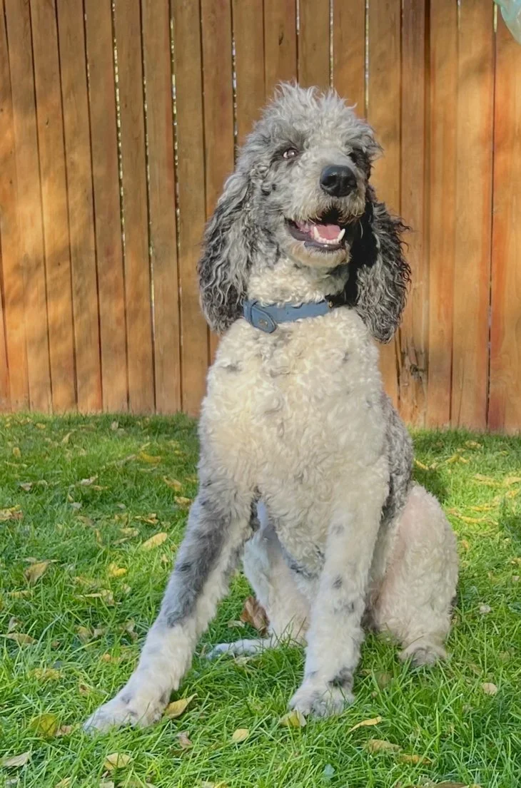 A cheerful, curly-haired dog with a mix of gray and cream fur, sitting on grass in front of a wooden fence, wearing a blue collar.